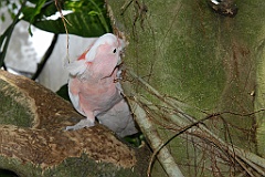 0713 Birdworld Kuranda